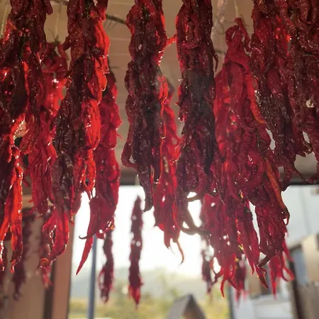 Il Riccio