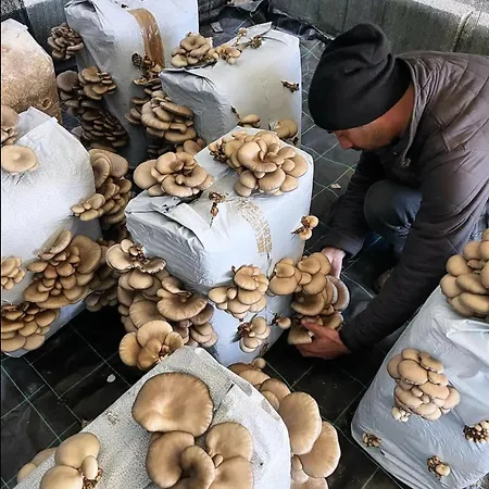 Il Riccio Alloggio per agriturismo Monticchio (Basilicata)