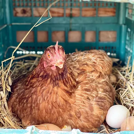 Alojamento de Turismo Rural Il Riccio Monticchio (Basilicata)