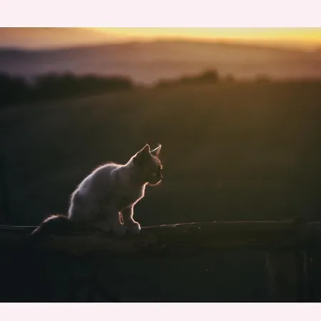 Il Riccio Alojamento de Turismo Rural