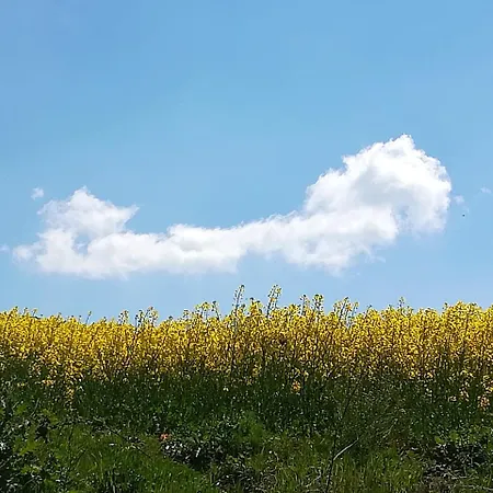 Il Riccio